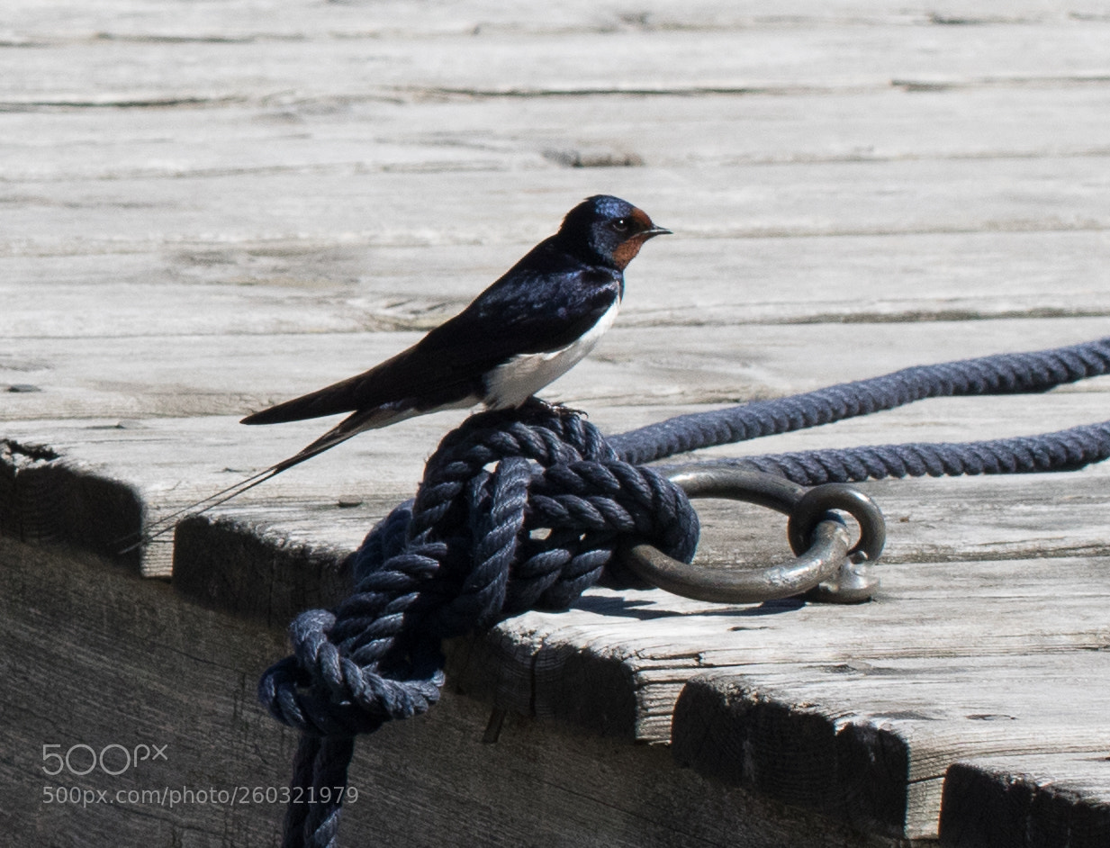 Canon EOS 7D Mark II sample photo. Swallow photography