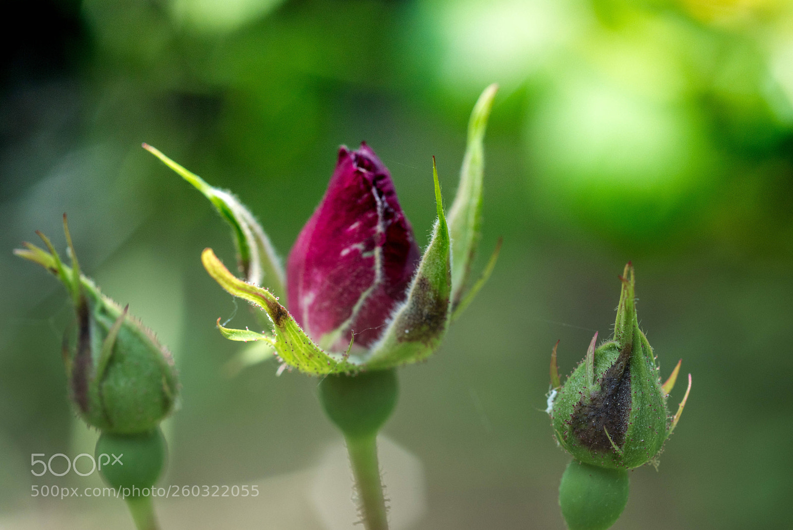 Nikon D5500 sample photo. Untitled photography