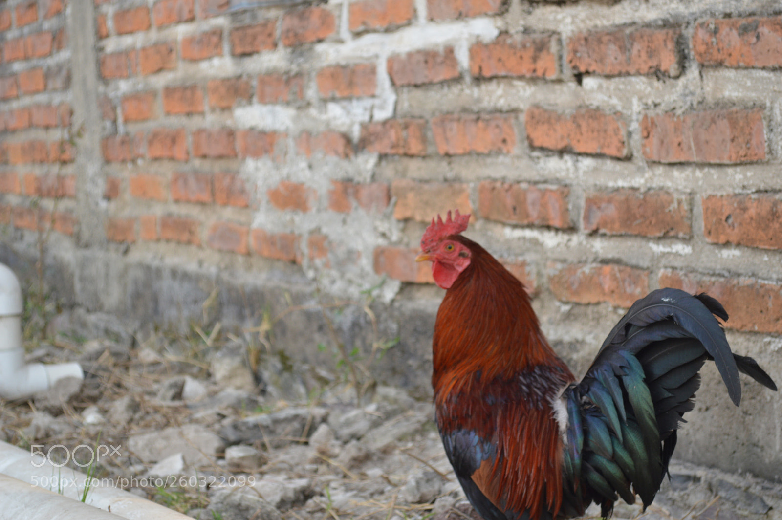 Nikon D3200 sample photo. Gallo photography