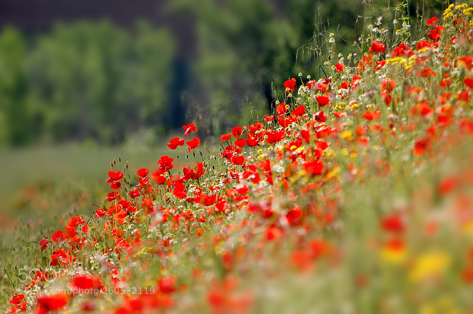 Nikon D40 sample photo. Life photography