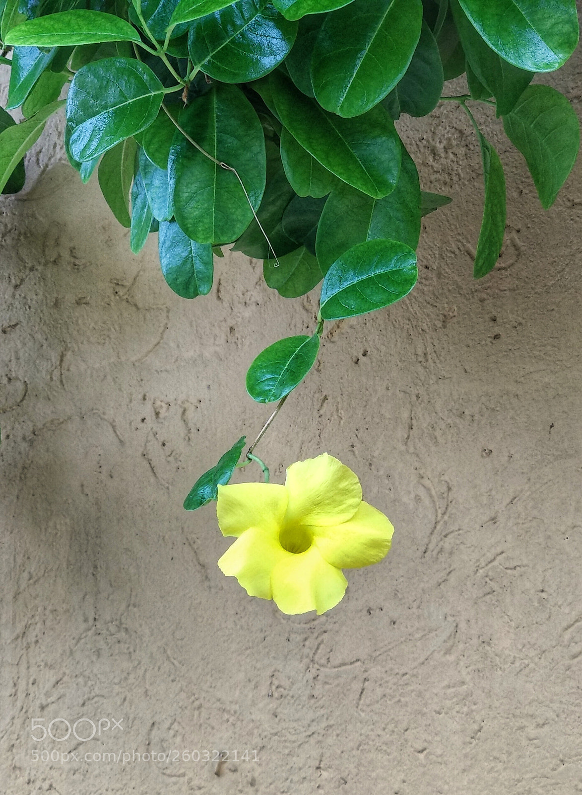 Xiaomi Mi A1 sample photo. Flower-yellow photography