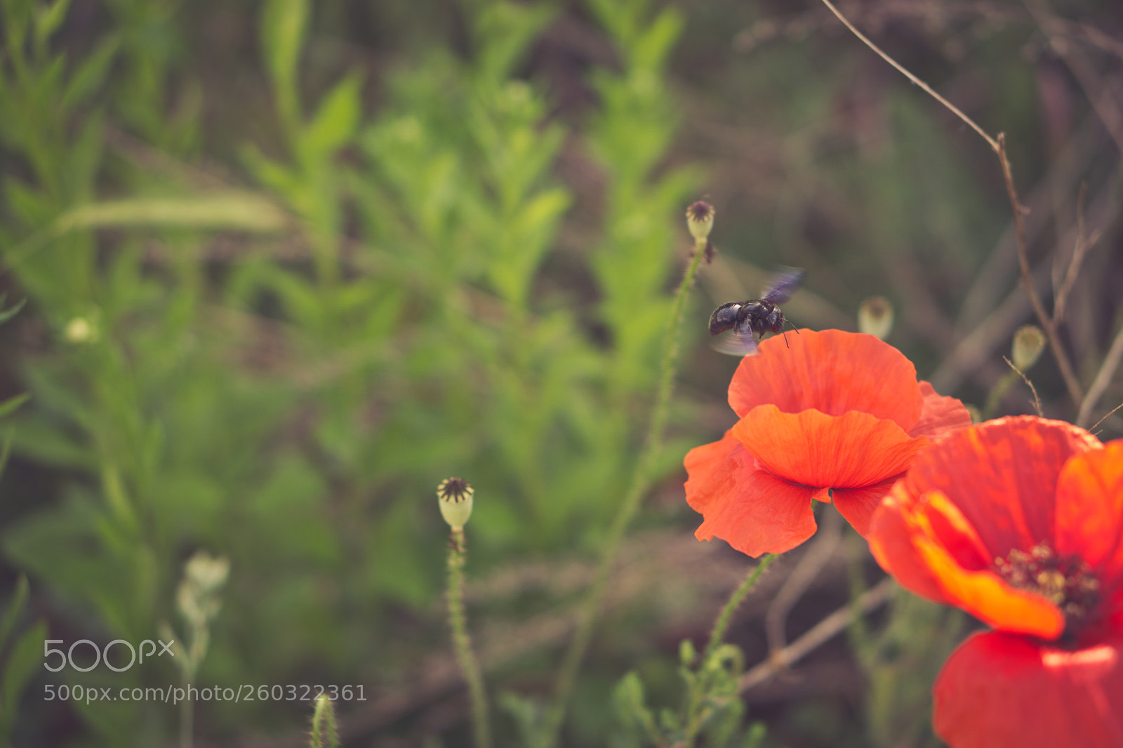 Sony a6000 sample photo. Poppies and bees photography