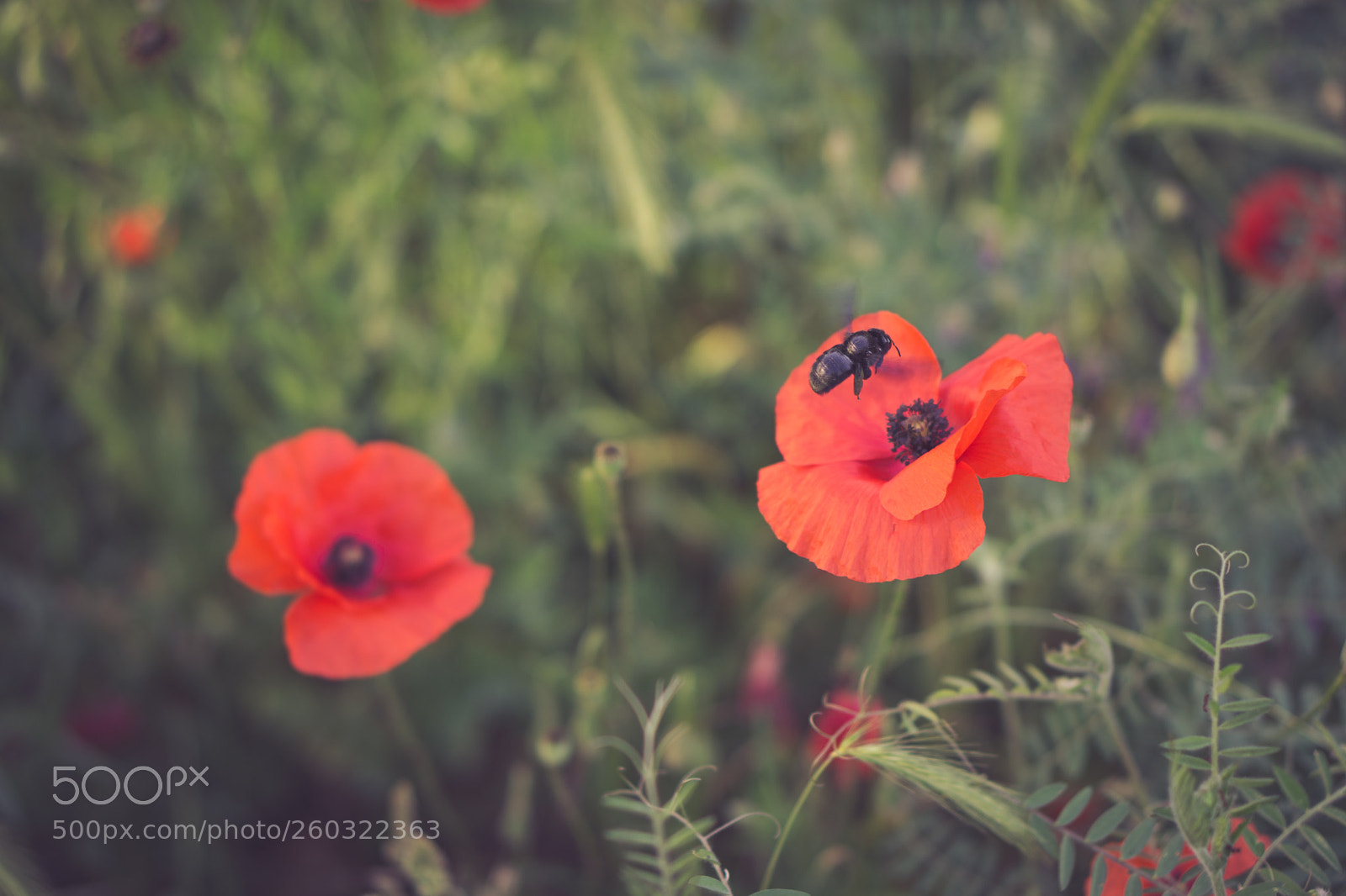 Sony a6000 sample photo. Poppies and bees photography