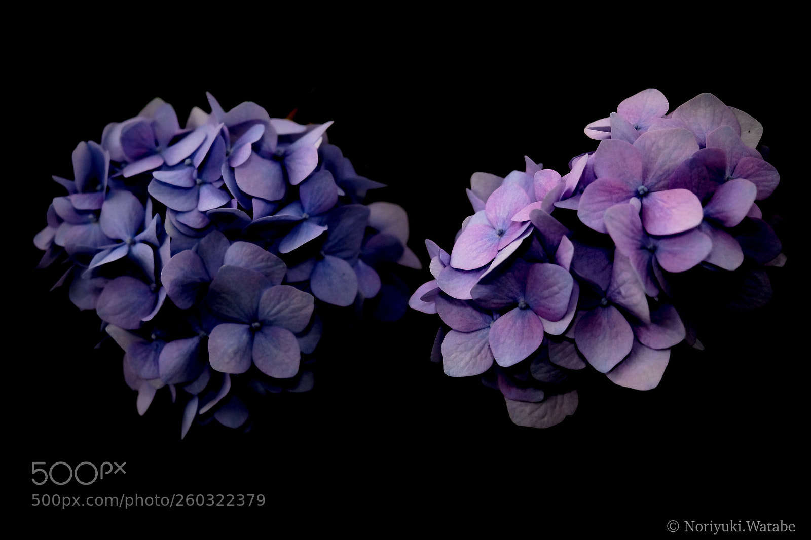 Fujifilm X-T2 sample photo. Hydrangea
 photography