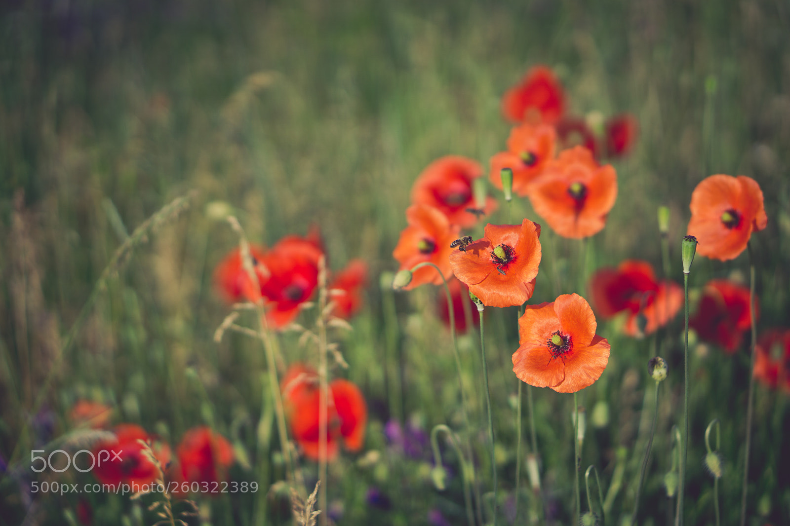 Sony a6000 sample photo. Poppies and bees photography