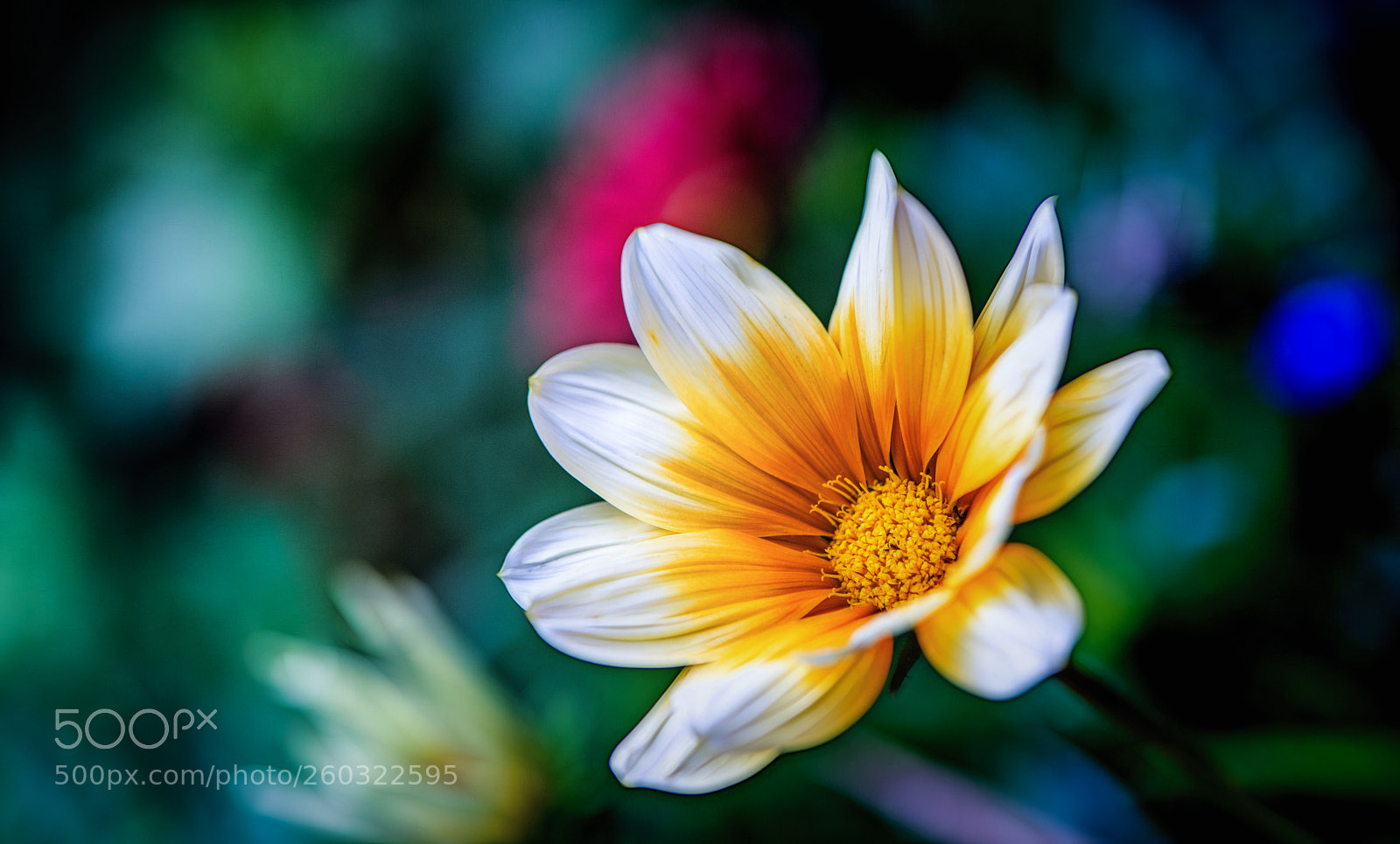 Nikon D850 sample photo. Not alone ...but... photography