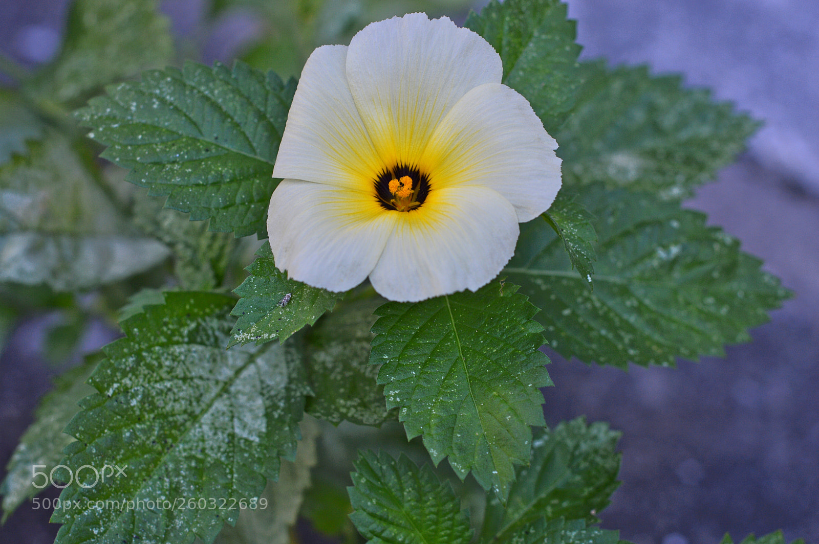 Nikon D3200 sample photo. Flower photography