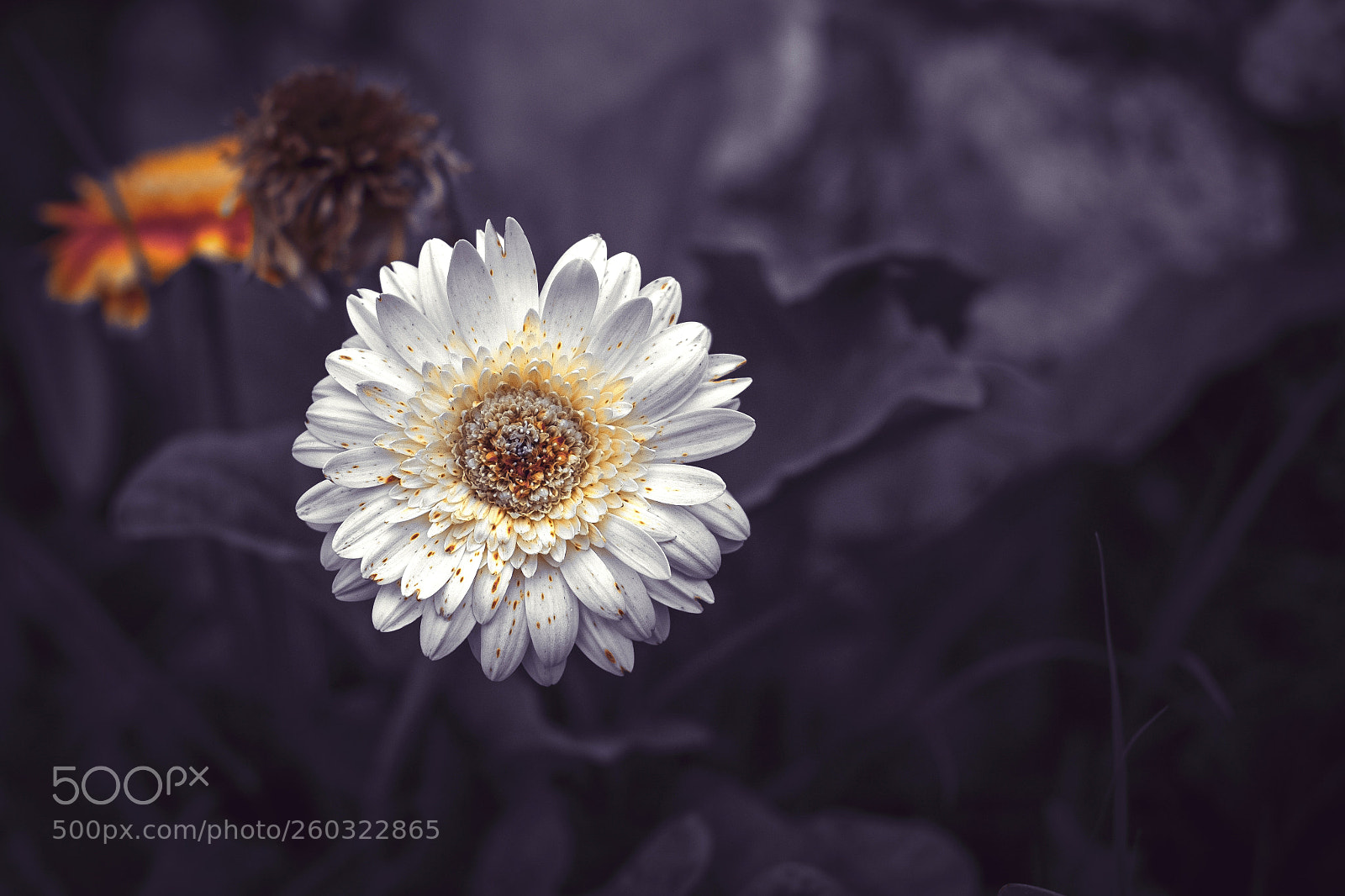 Fujifilm X-T10 sample photo. Untitled photography