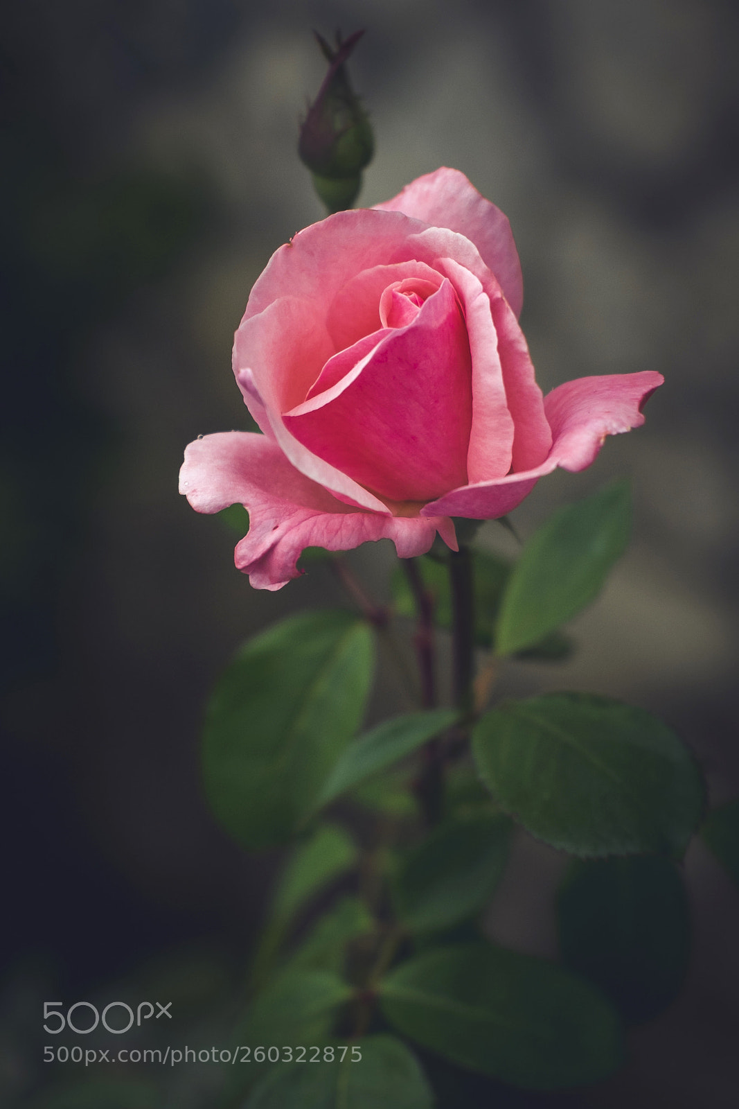 Fujifilm X-T10 sample photo. Untitled photography