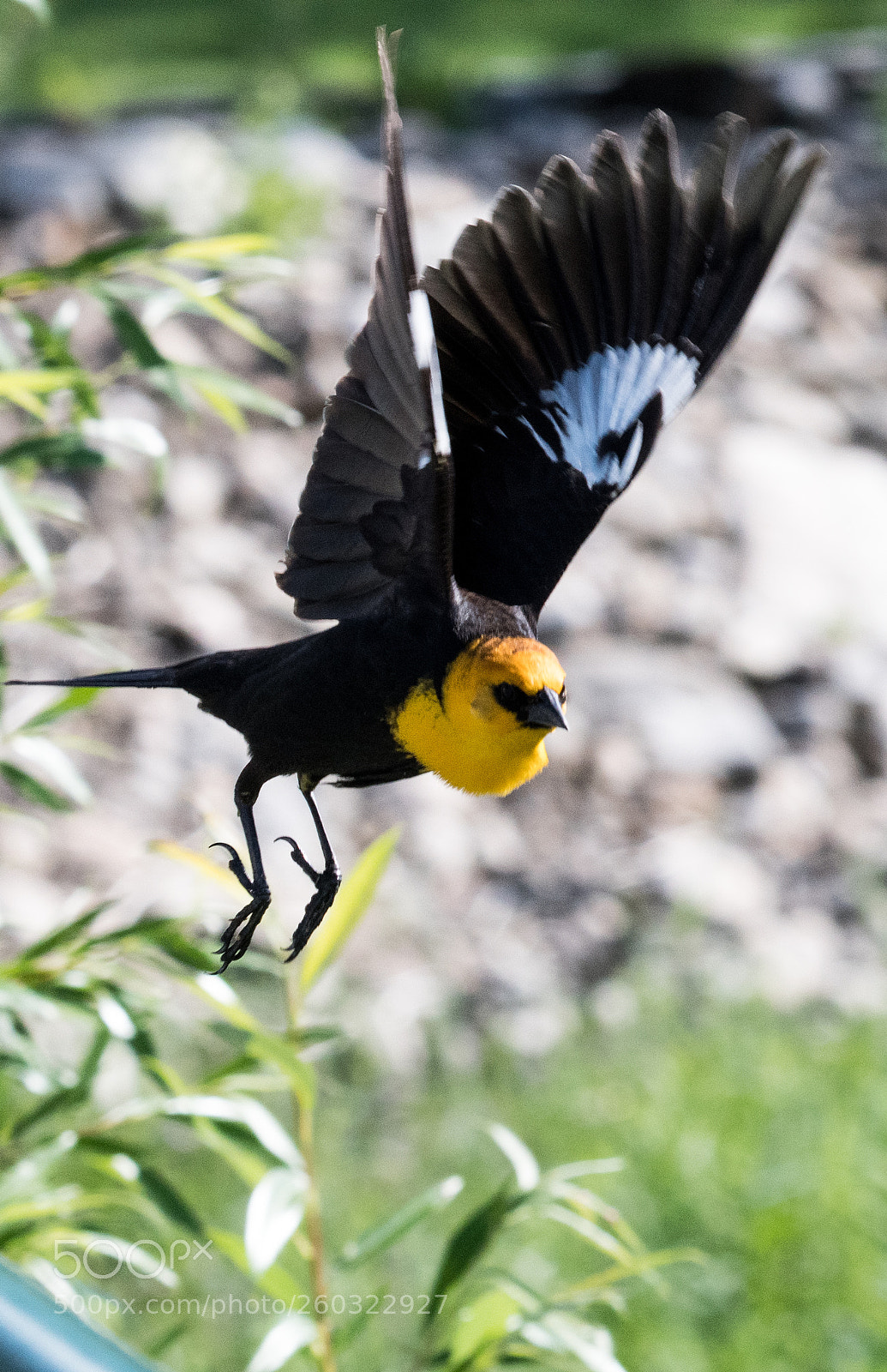 Nikon D500 sample photo. Yellowhead black bird photography