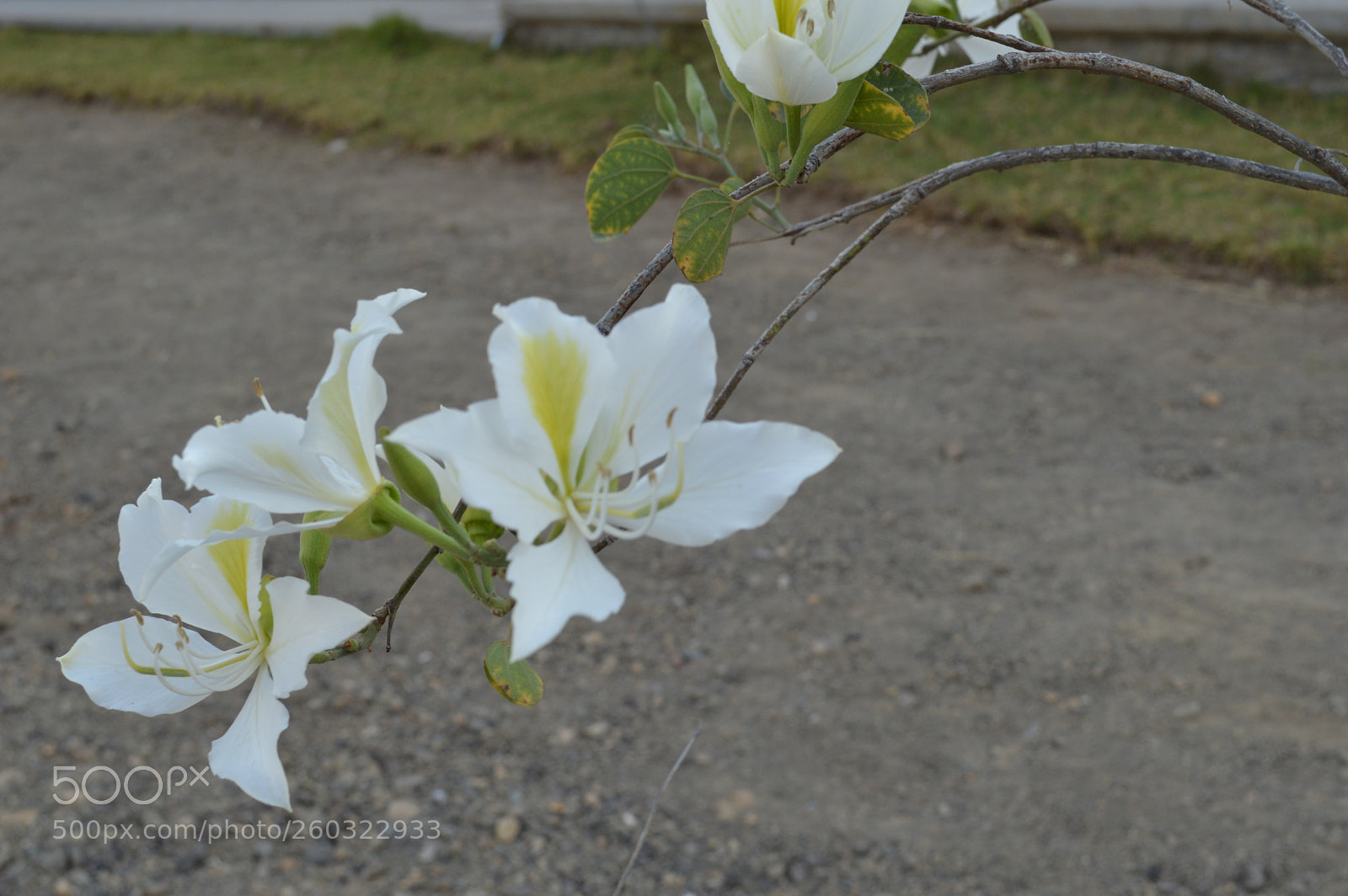 Nikon D3200 sample photo. Combinación de color photography