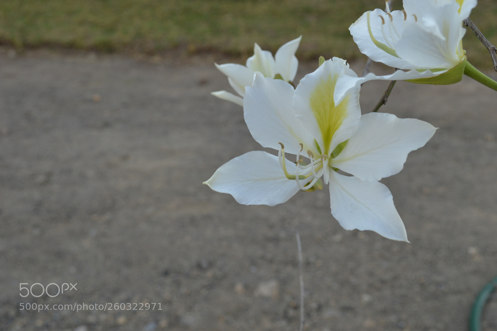 Nikon D3200 sample photo. Blanca y pura photography