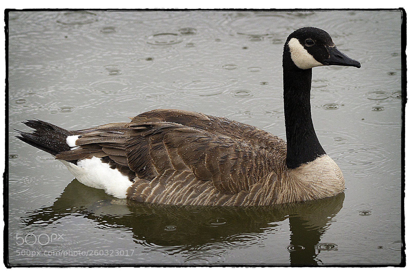 Canon EOS 7D sample photo. Canada goose in the photography