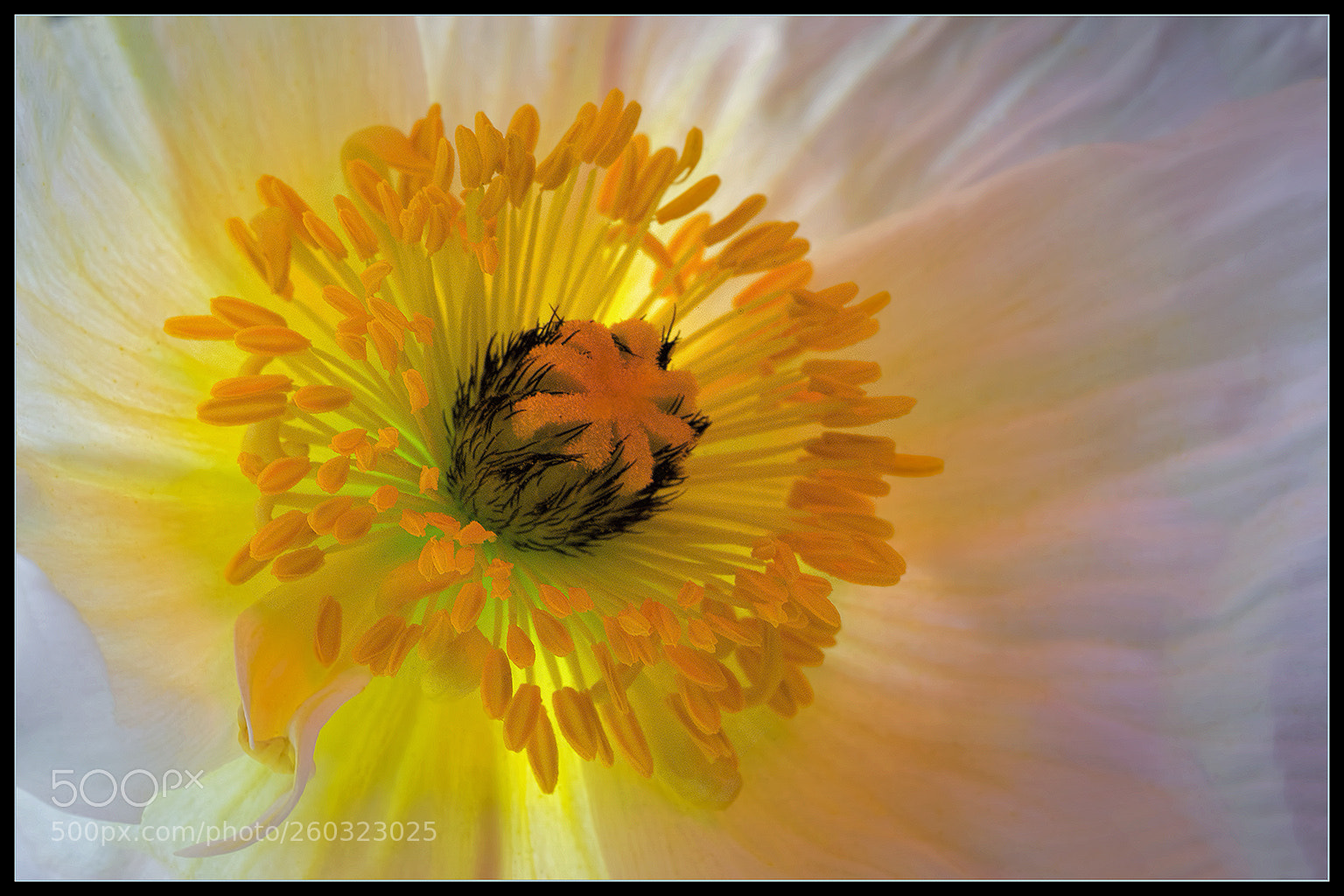 Sony a7R II sample photo. Poppy macro photography