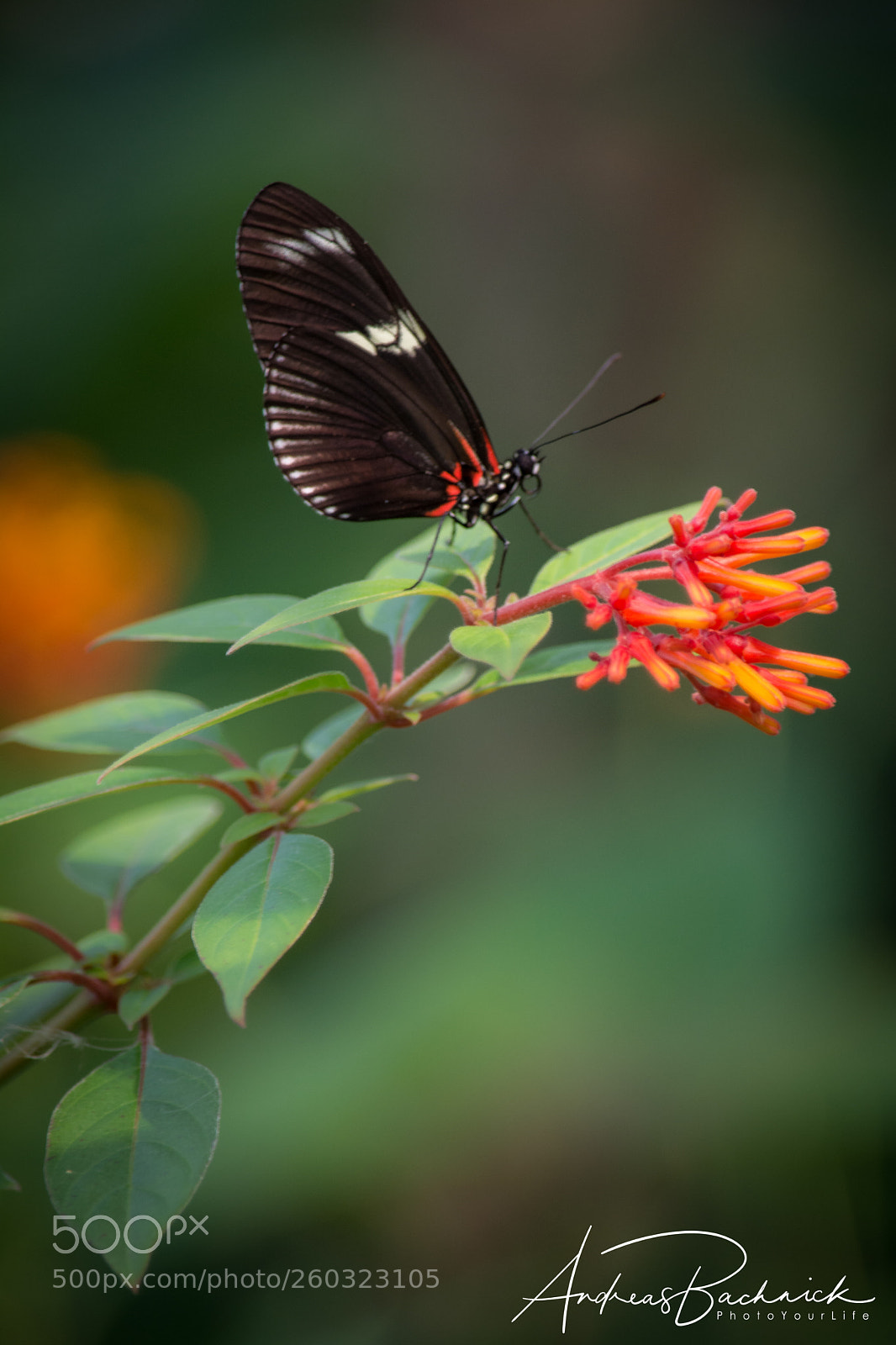 Nikon D5200 sample photo. Butterflys' paradise photography