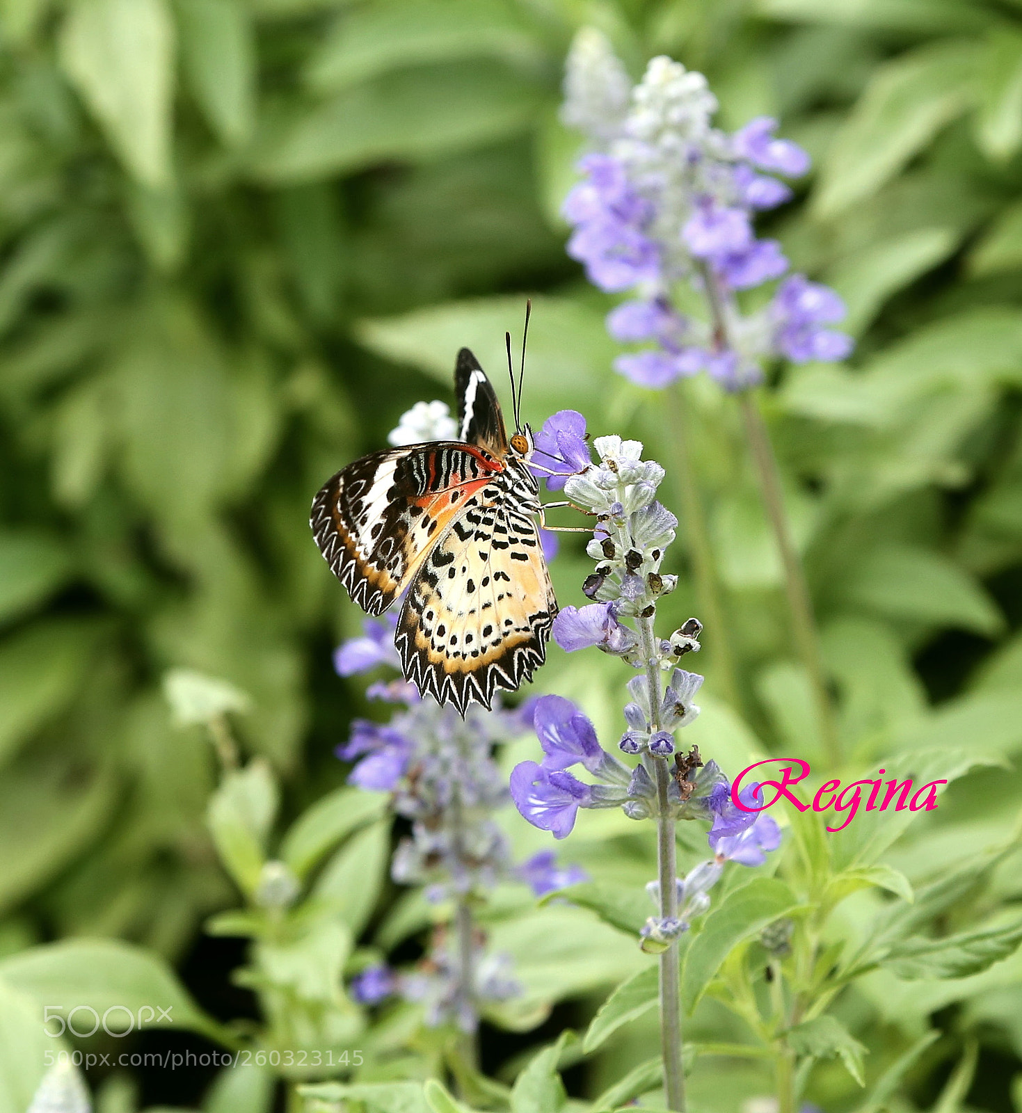 Canon EOS 6D sample photo. Butterfly... photography