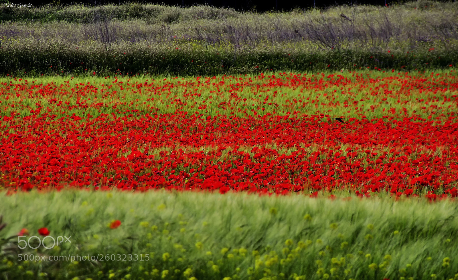 Nikon D90 sample photo. Poppies, fields in the photography