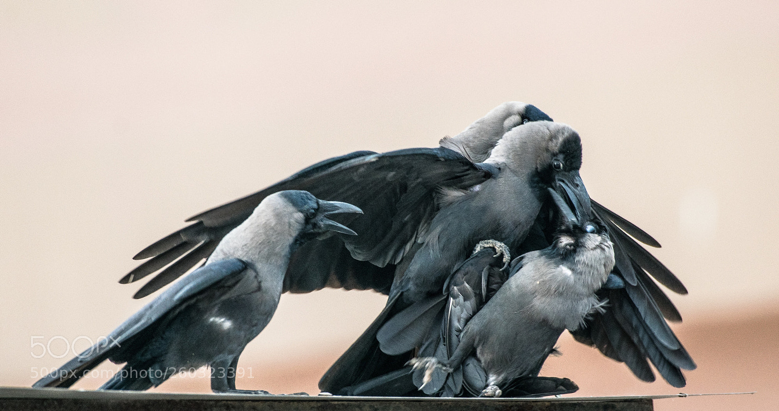 Nikon D5300 sample photo. Raven wrath !!!! photography