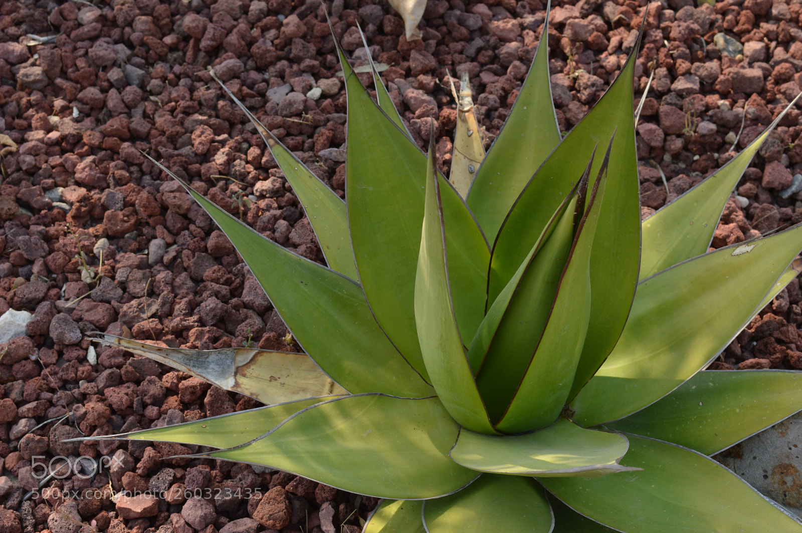 Nikon D3200 sample photo. Verde photography