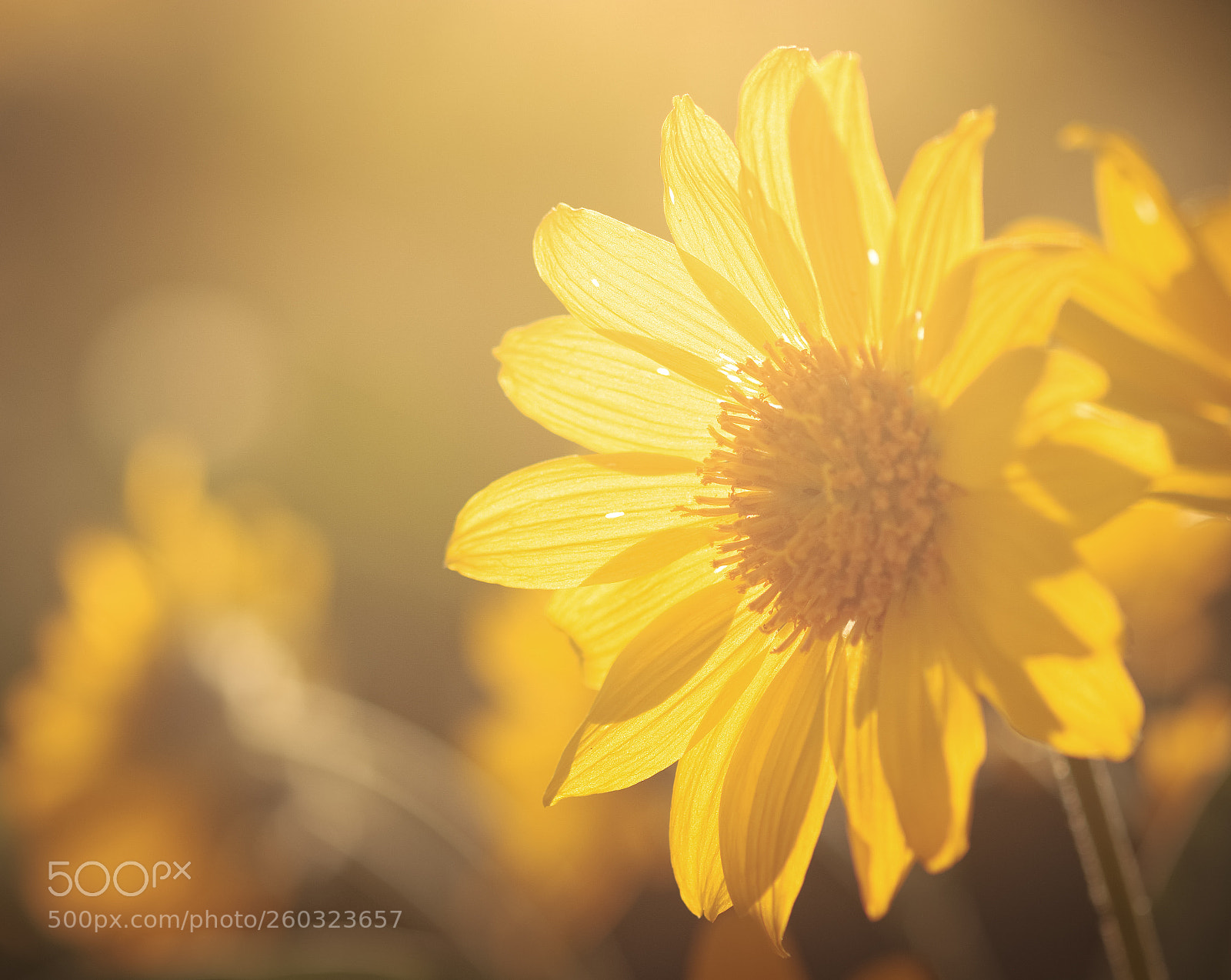 Fujifilm X-T20 sample photo. Evening light photography