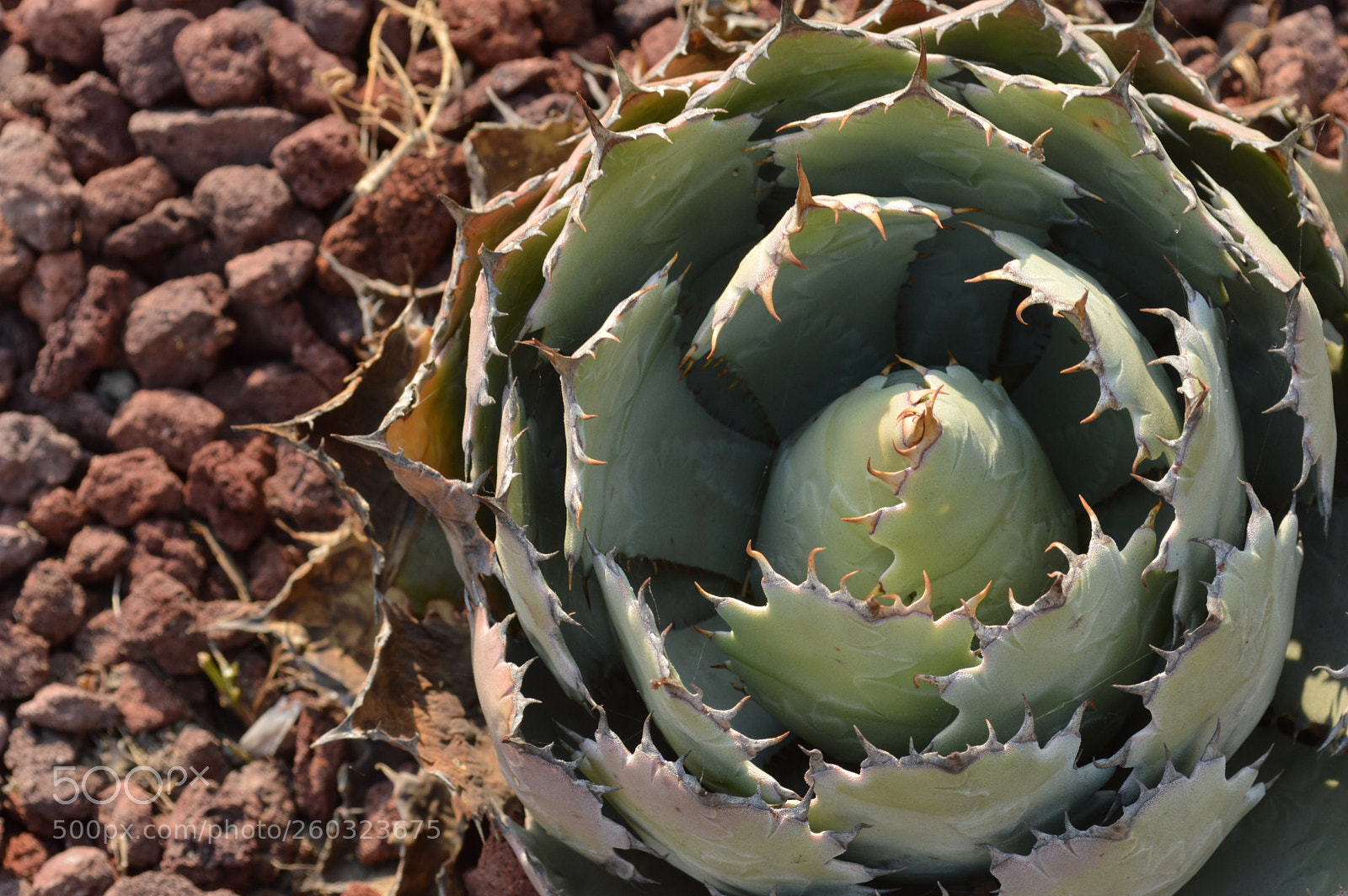 Nikon D3200 sample photo. Va creciendo photography
