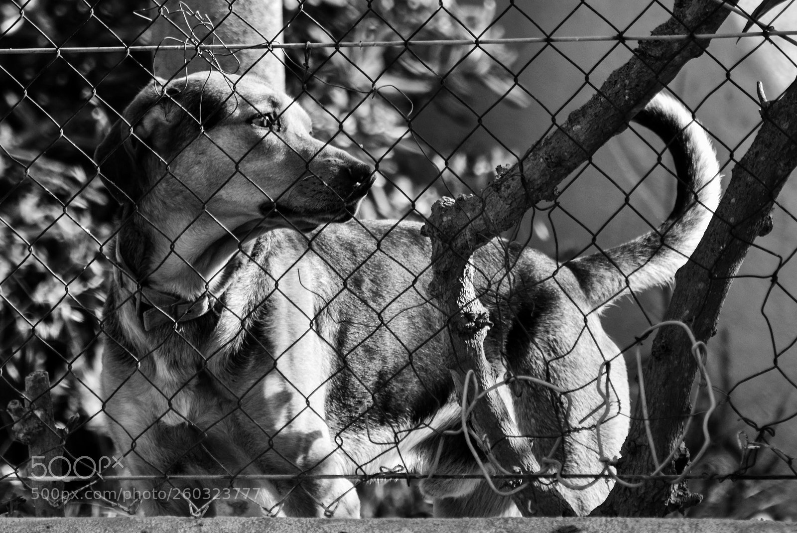 Nikon D3400 sample photo. Guard dog photography