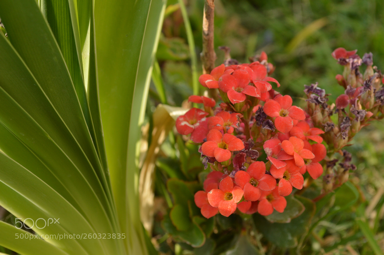 Nikon D3200 sample photo. Ki photography