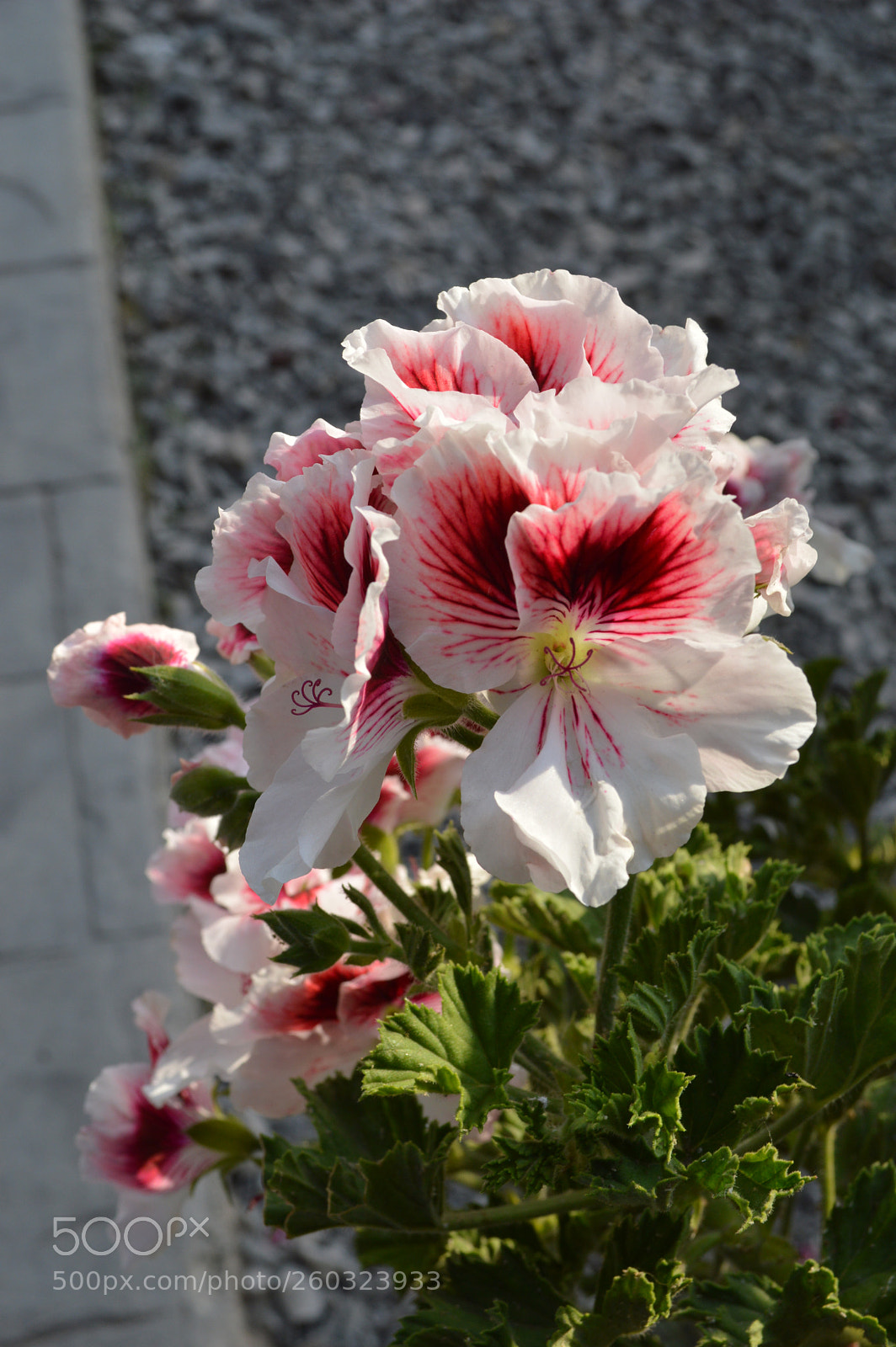 Nikon D3200 sample photo. Mis favoritas photography