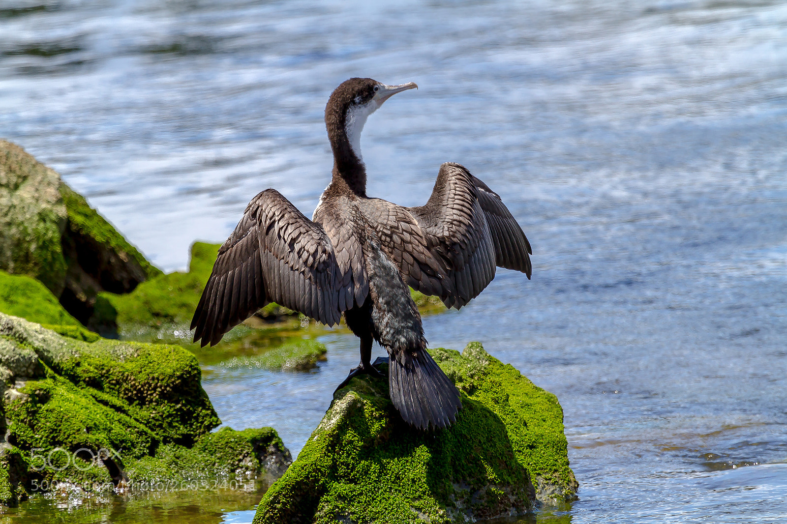 Canon EOS 7D sample photo. Pied  shag photography