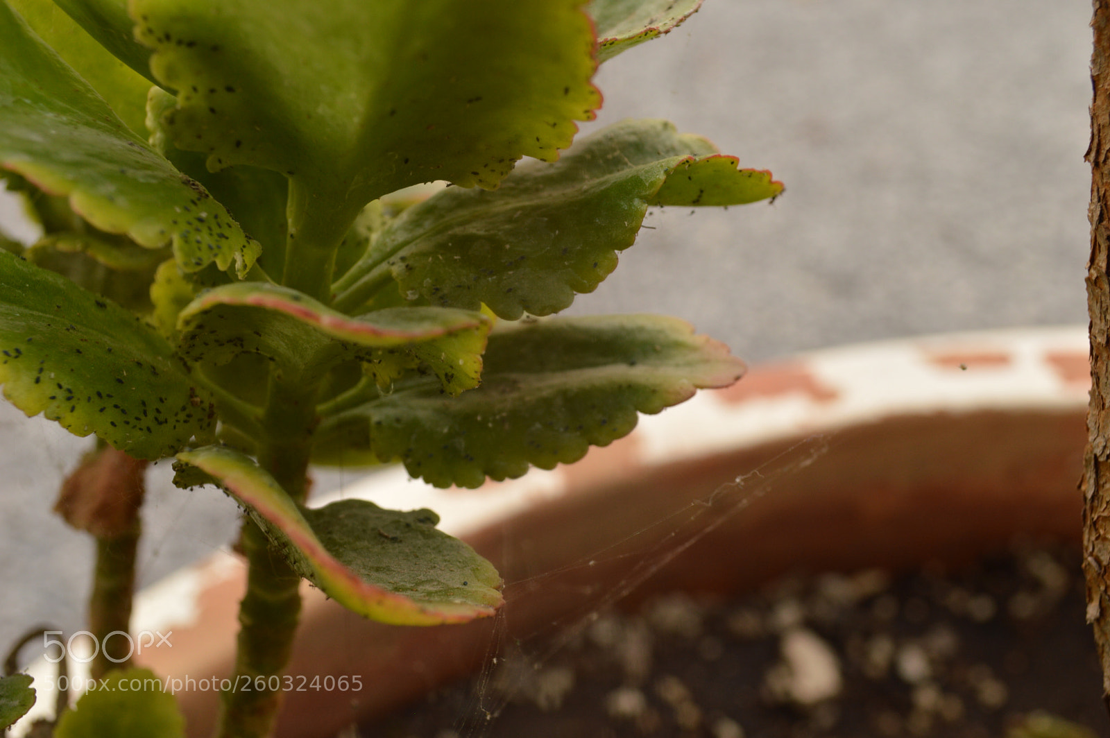 Nikon D3200 sample photo. Telaraña photography