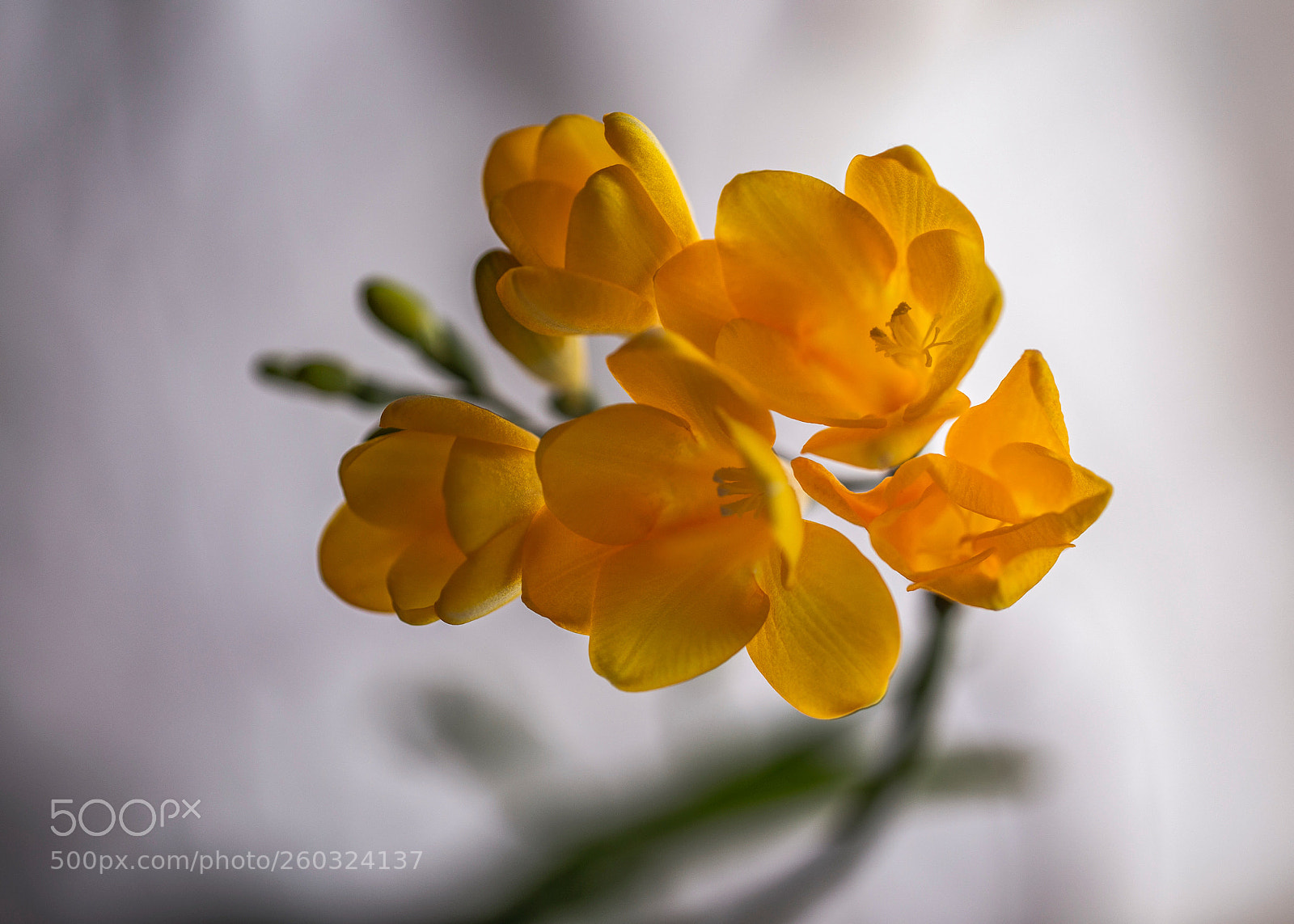 Canon EOS 6D sample photo. Freesia photography