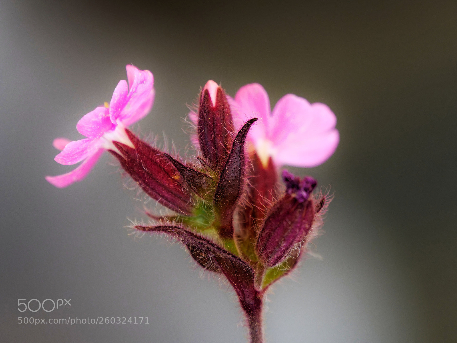 Panasonic Lumix DC-G9 sample photo. Bellas miniaturas florales! photography