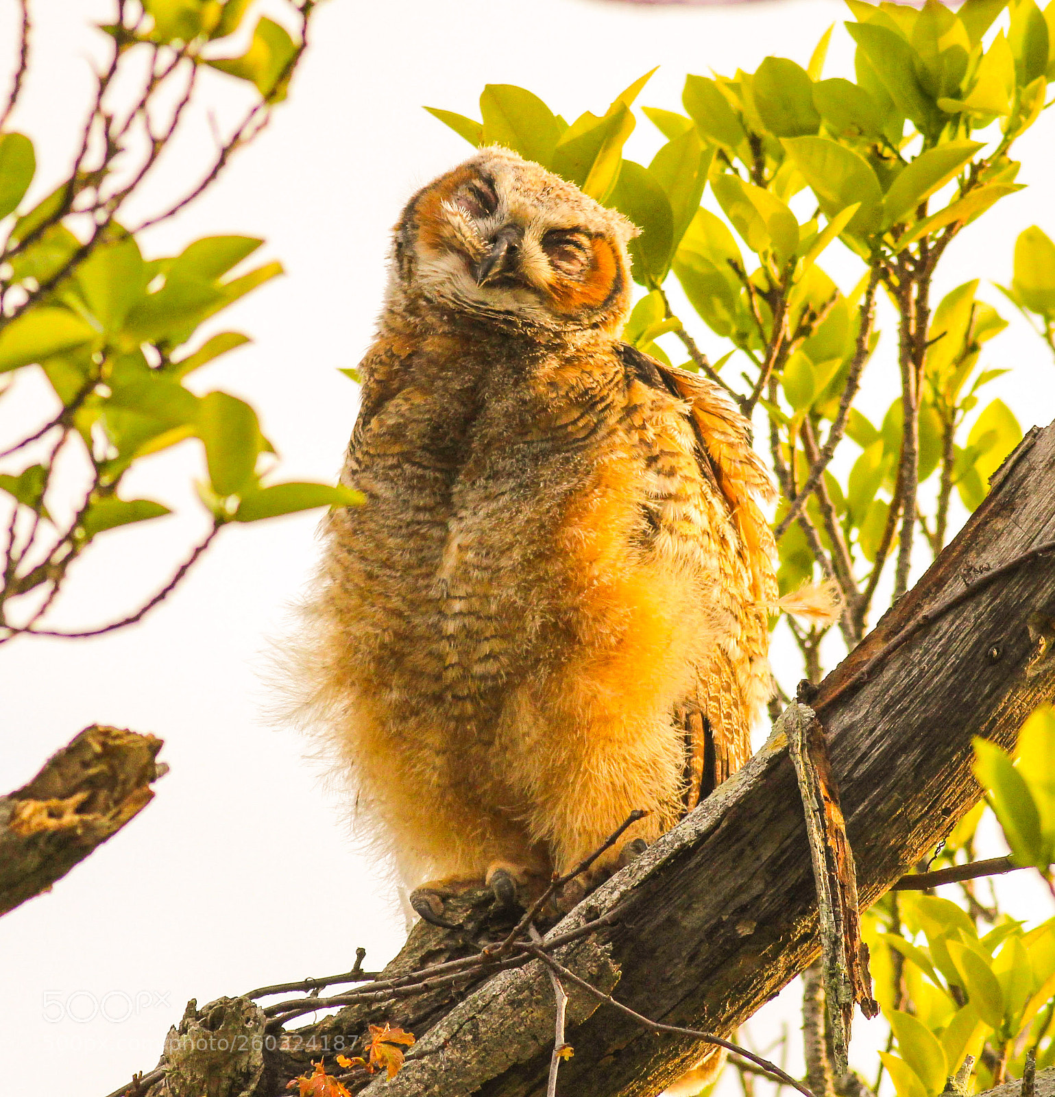 Canon EOS 600D (Rebel EOS T3i / EOS Kiss X5) sample photo. Baby owl photography
