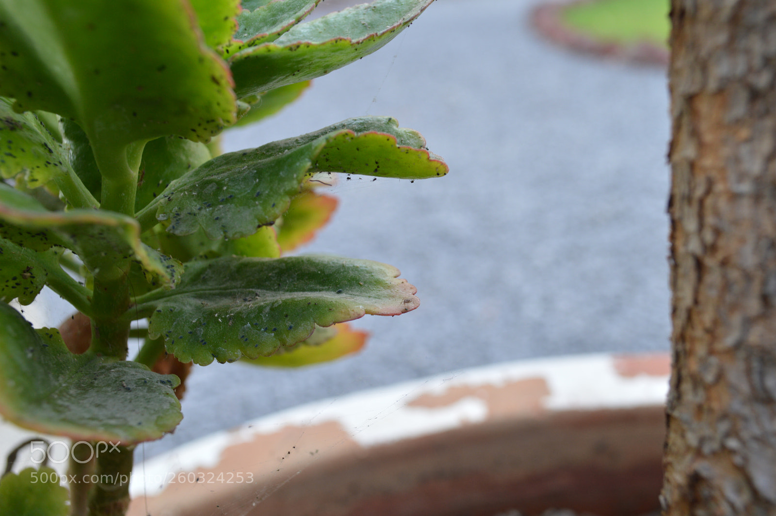 Nikon D3200 sample photo. Plantita photography