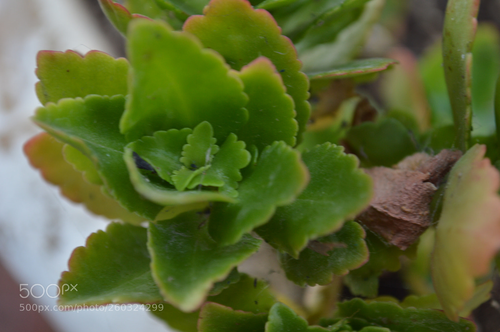 Nikon D3200 sample photo. Rollito verde photography