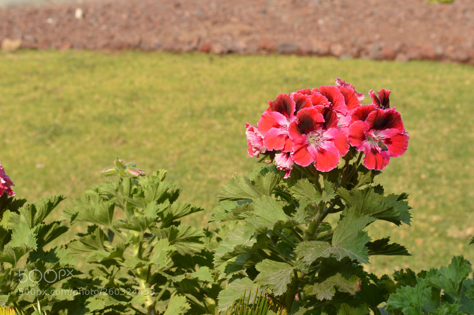 Nikon D3200 sample photo. Mi jardín photography