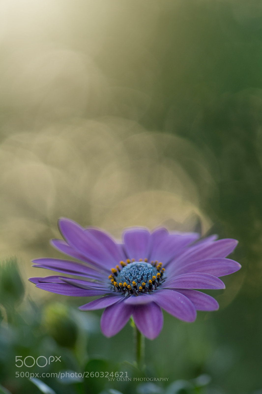 Nikon D7100 sample photo. ~ spansk margritt i ~ photography