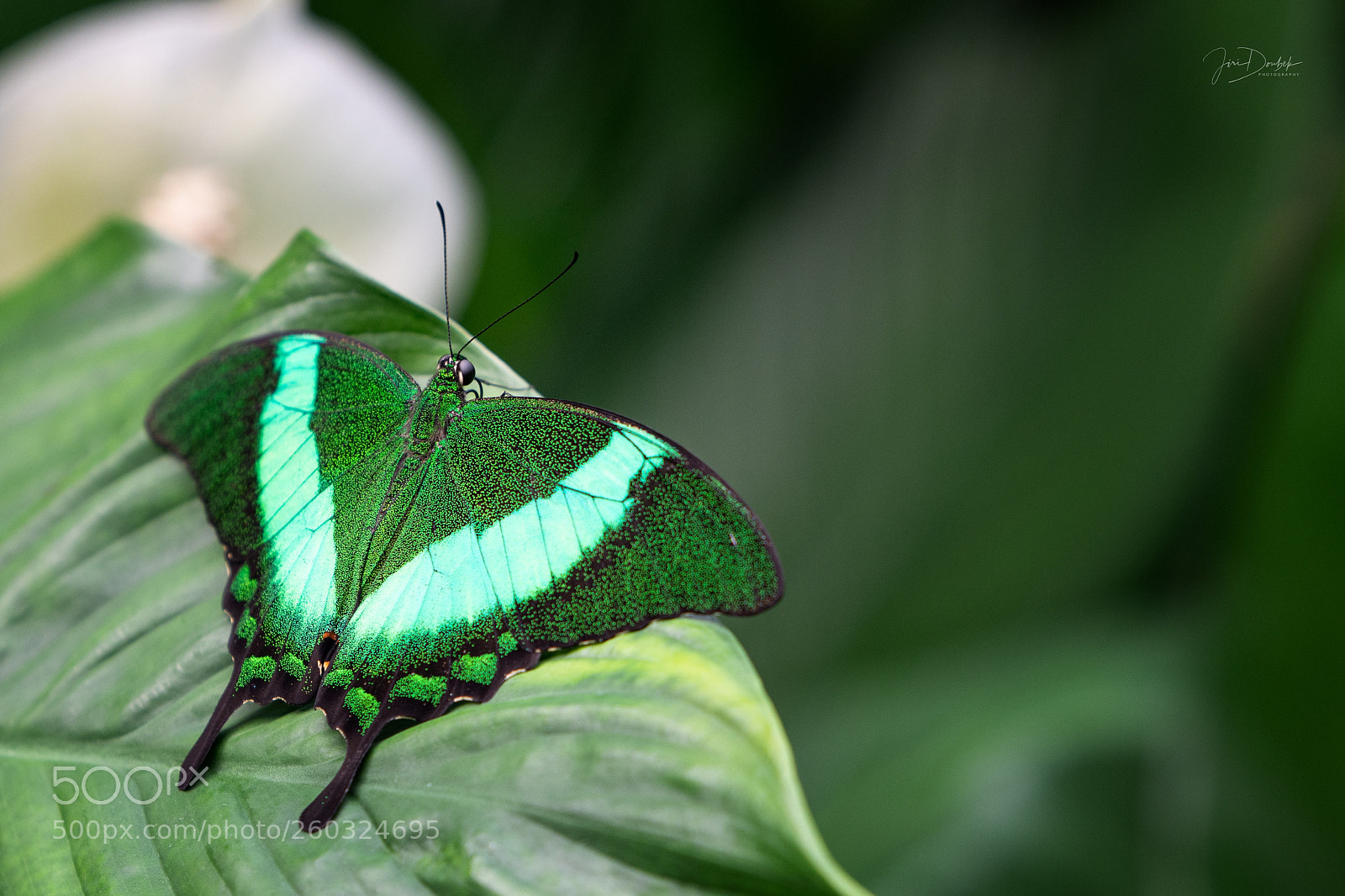 Nikon D7200 sample photo. Butterfly photography
