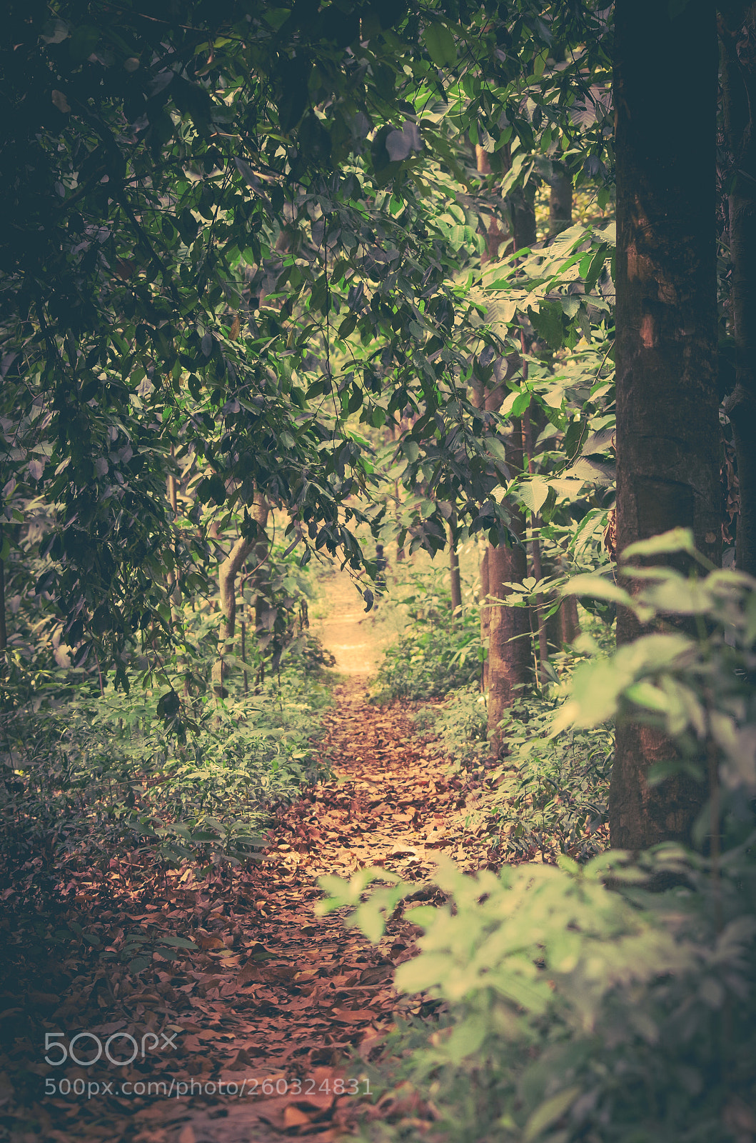 Pentax K-50 sample photo. Towards the unknown photography