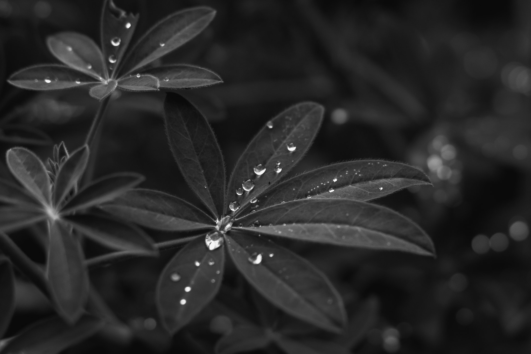Sony SLT-A65 (SLT-A65V) sample photo. Gota a gota photography