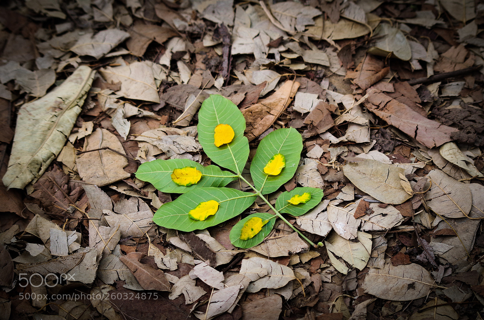Pentax K-50 sample photo. Falling leaves photography