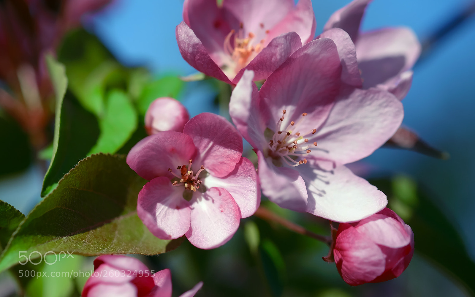 Fujifilm X-T1 sample photo. Springtime photography