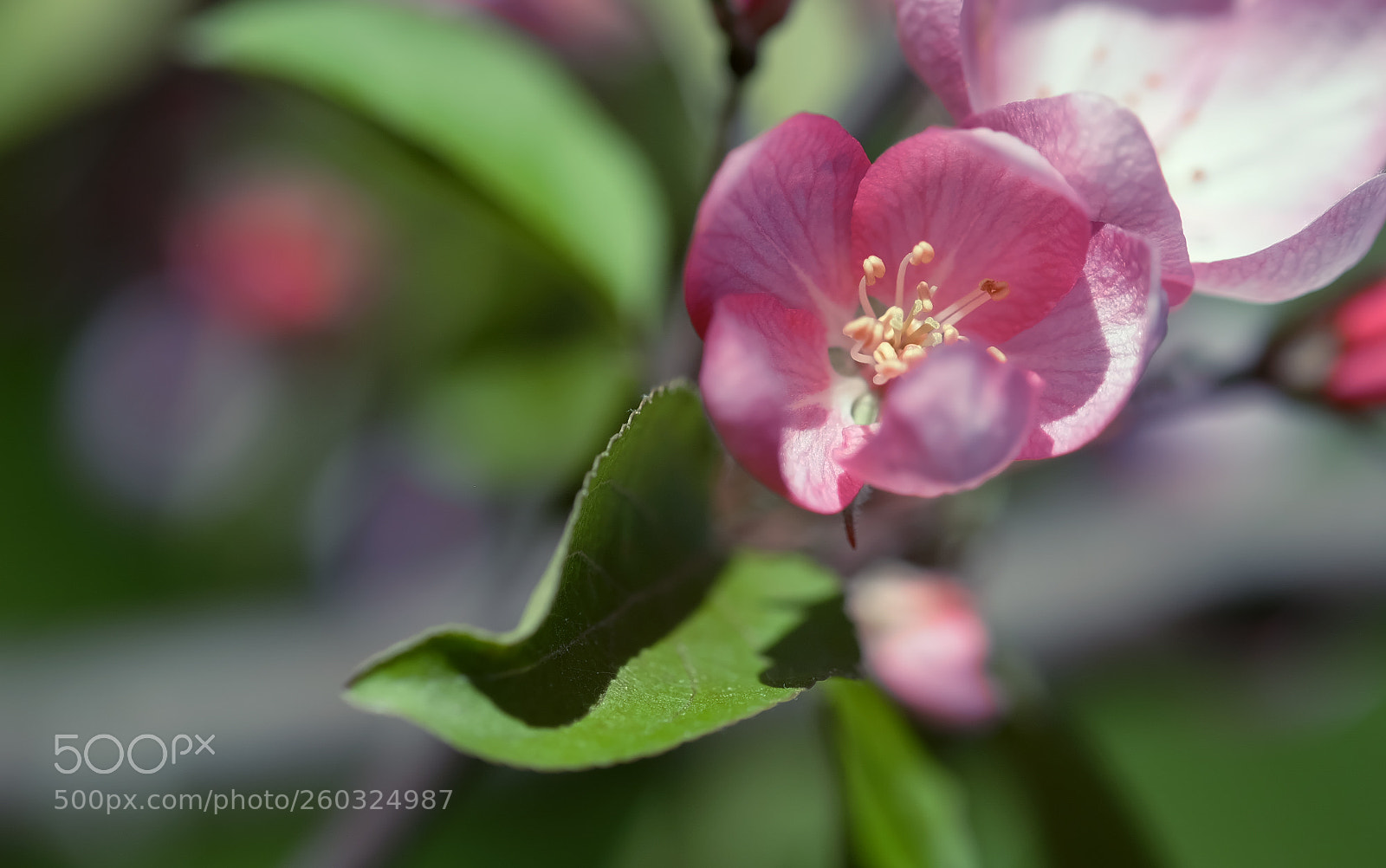 Fujifilm X-T1 sample photo. Springtime photography