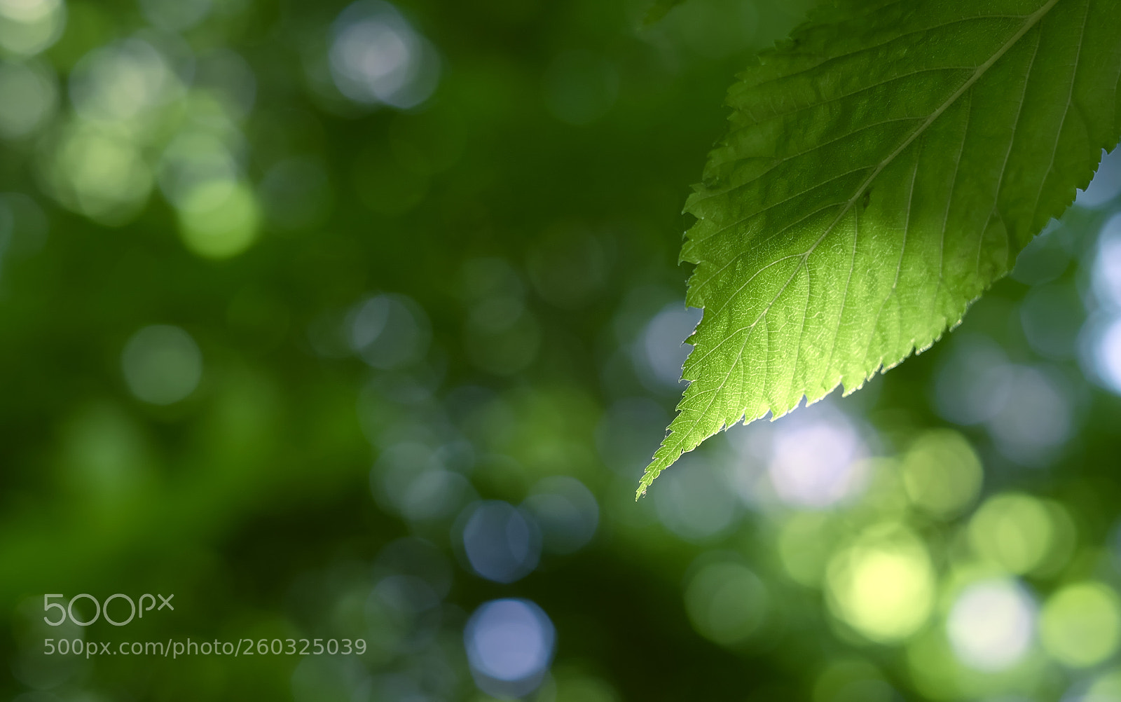 Fujifilm X-T1 sample photo. Springtime photography