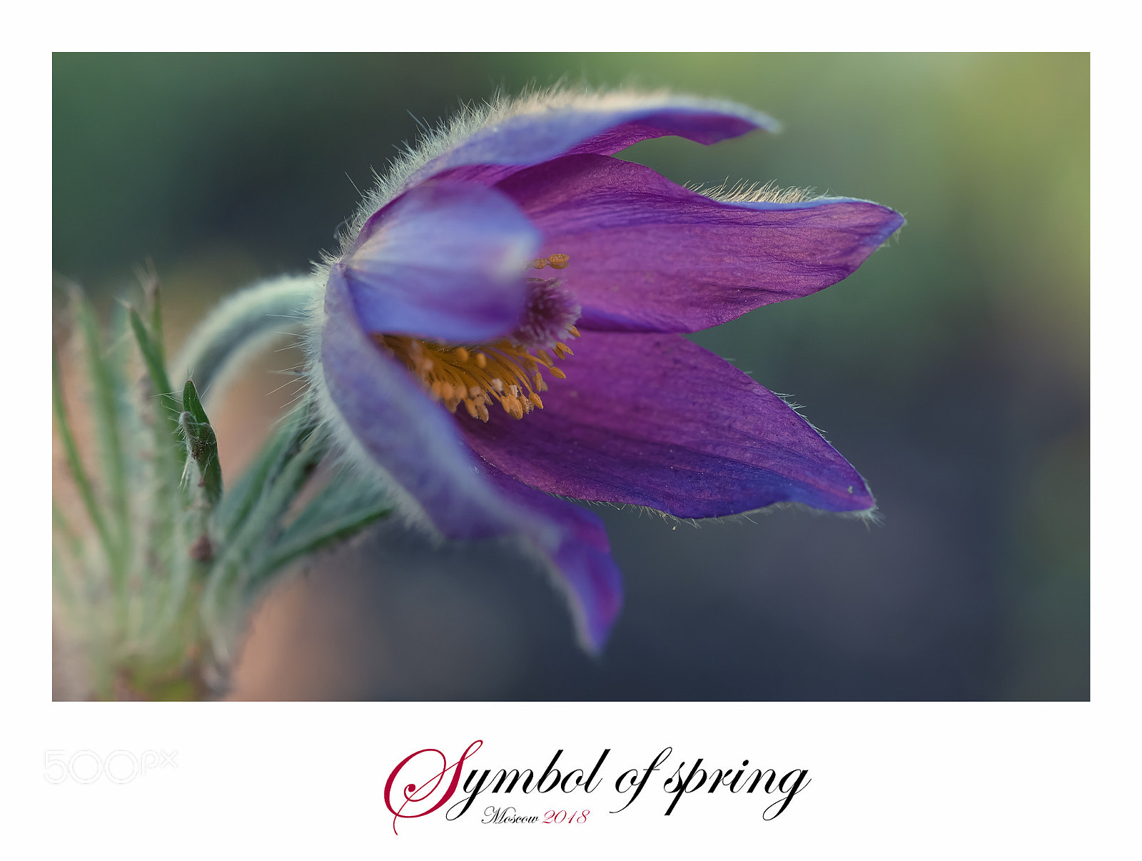 Fujifilm X-T1 sample photo. Symbol of spring photography