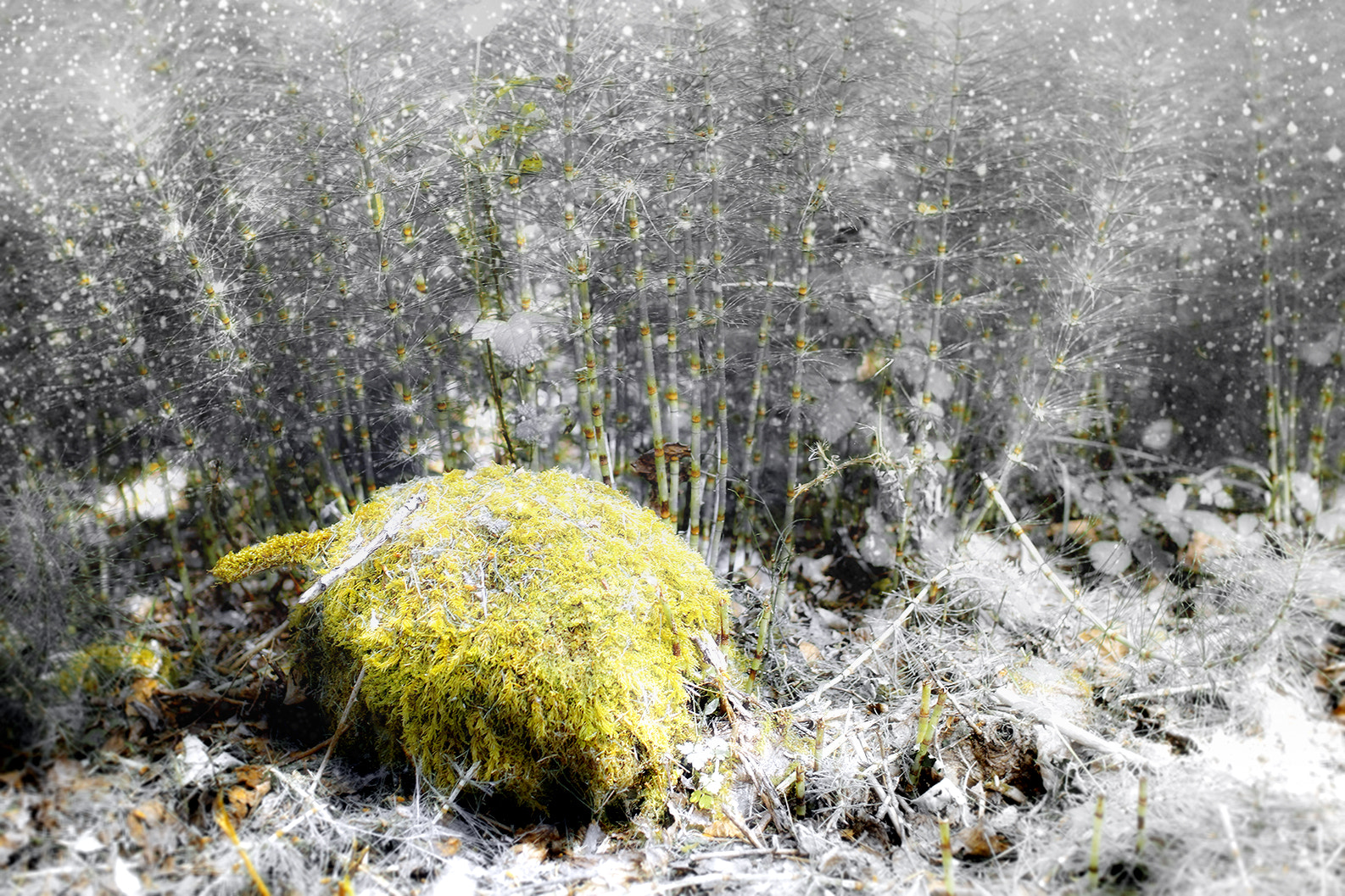 Sigma sd Quattro H sample photo. Winter moss photography