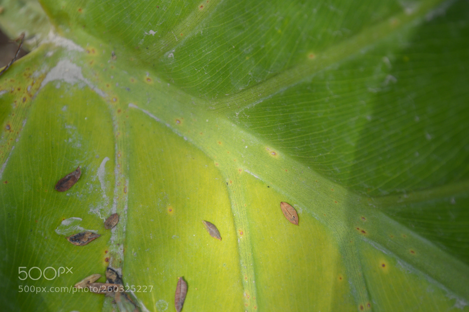 Nikon D3200 sample photo. Huella ecológica photography