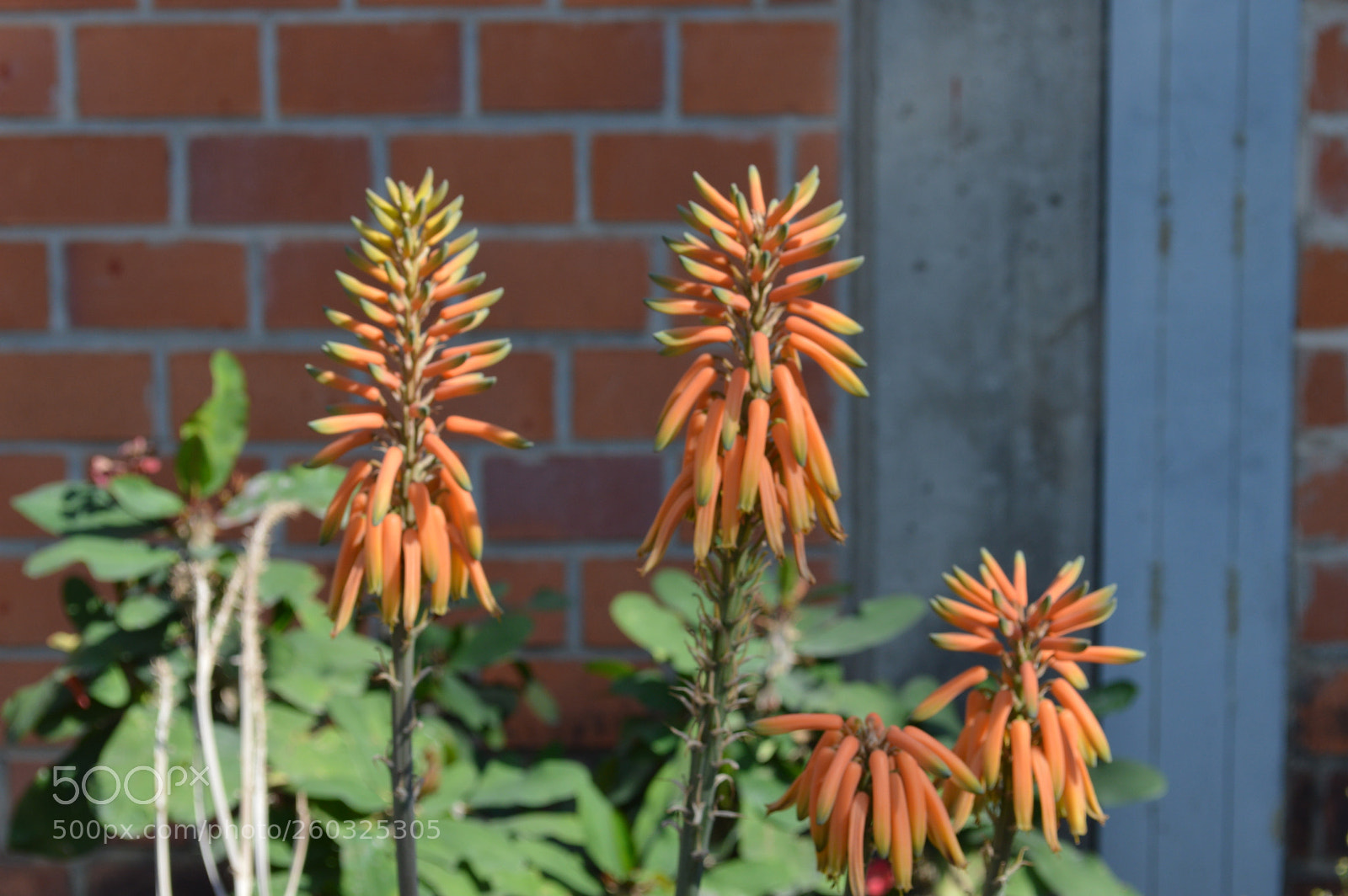 Nikon D3200 sample photo. Mini palmeras photography