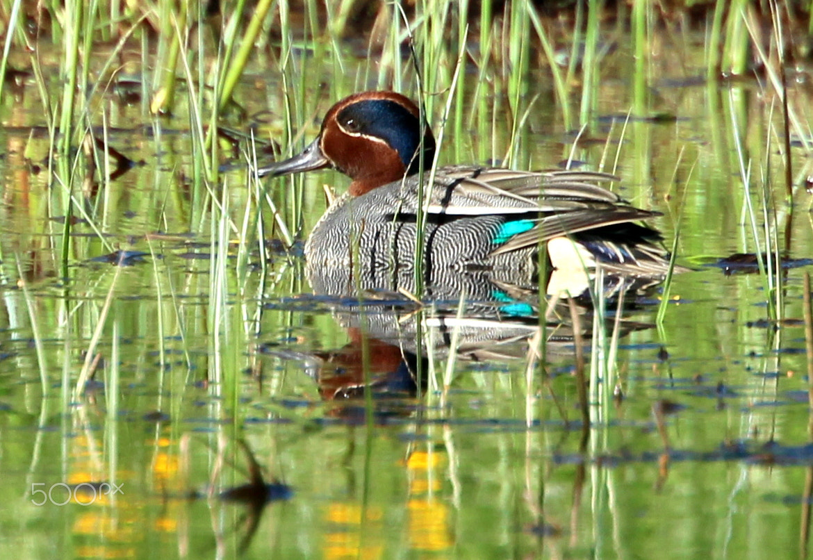 Canon EF 70-300mm F4.5-5.6 DO IS USM sample photo. The teal male in the long grass. photography