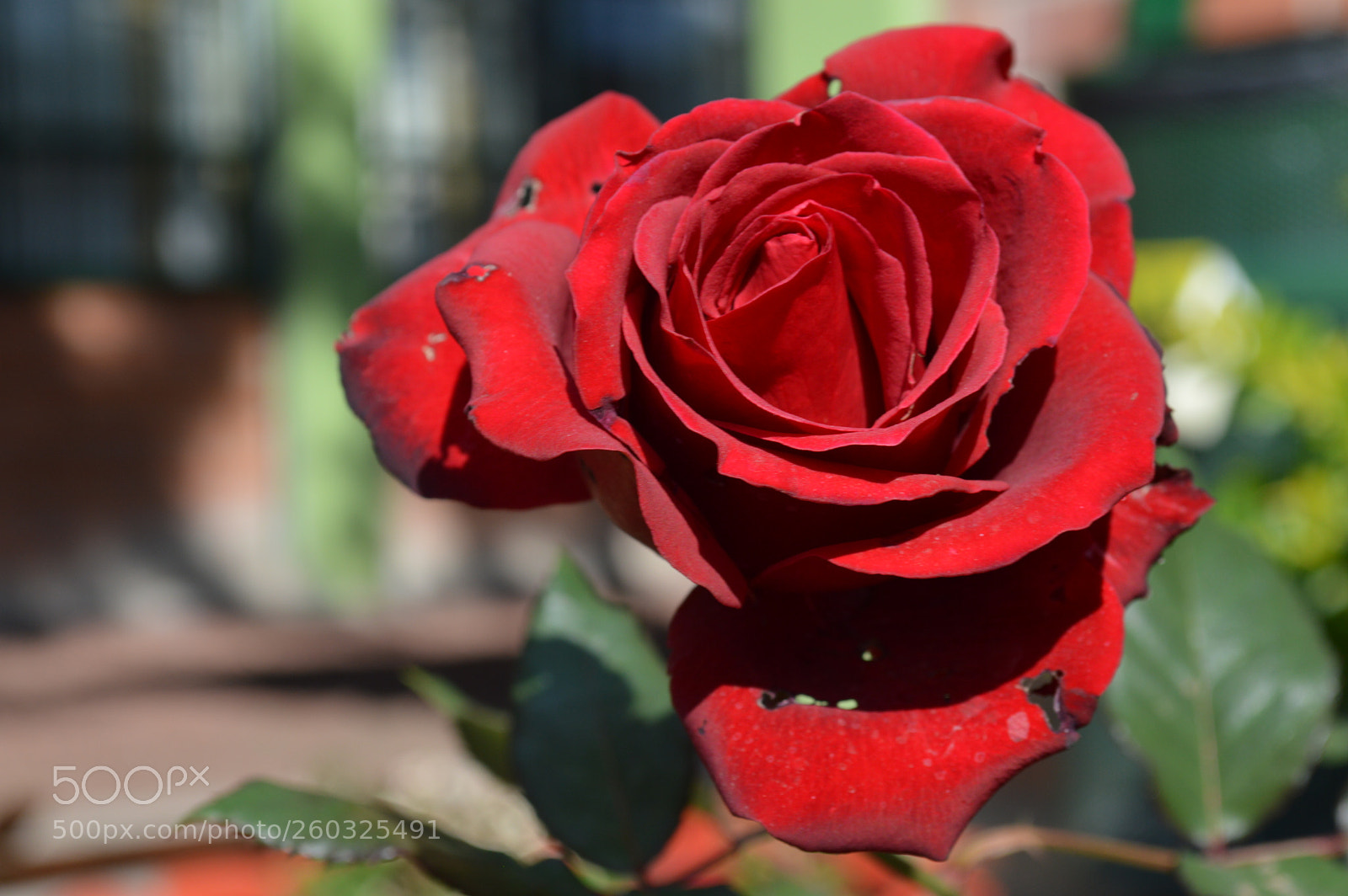 Nikon D3200 sample photo. La rosa photography